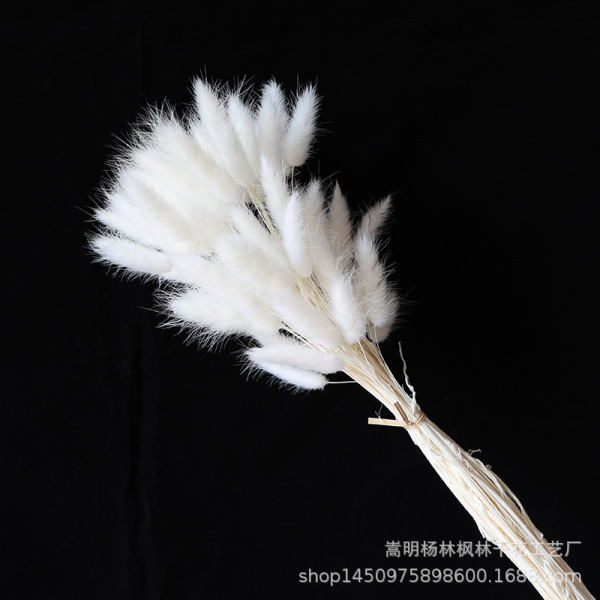 Rabbit Tail Dried Flower Bouquet Real Flower Immortal Flower Dog Tail Grass Rabbit Tail Grass Wholesale Home Decoration Photography Props